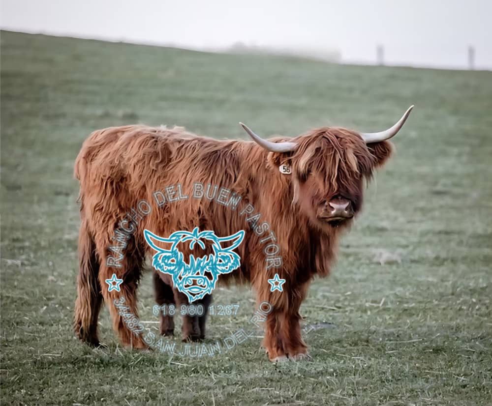 Highland cow with long horns in a grassy field. Rancho Del Buen Pastor logo overlay.