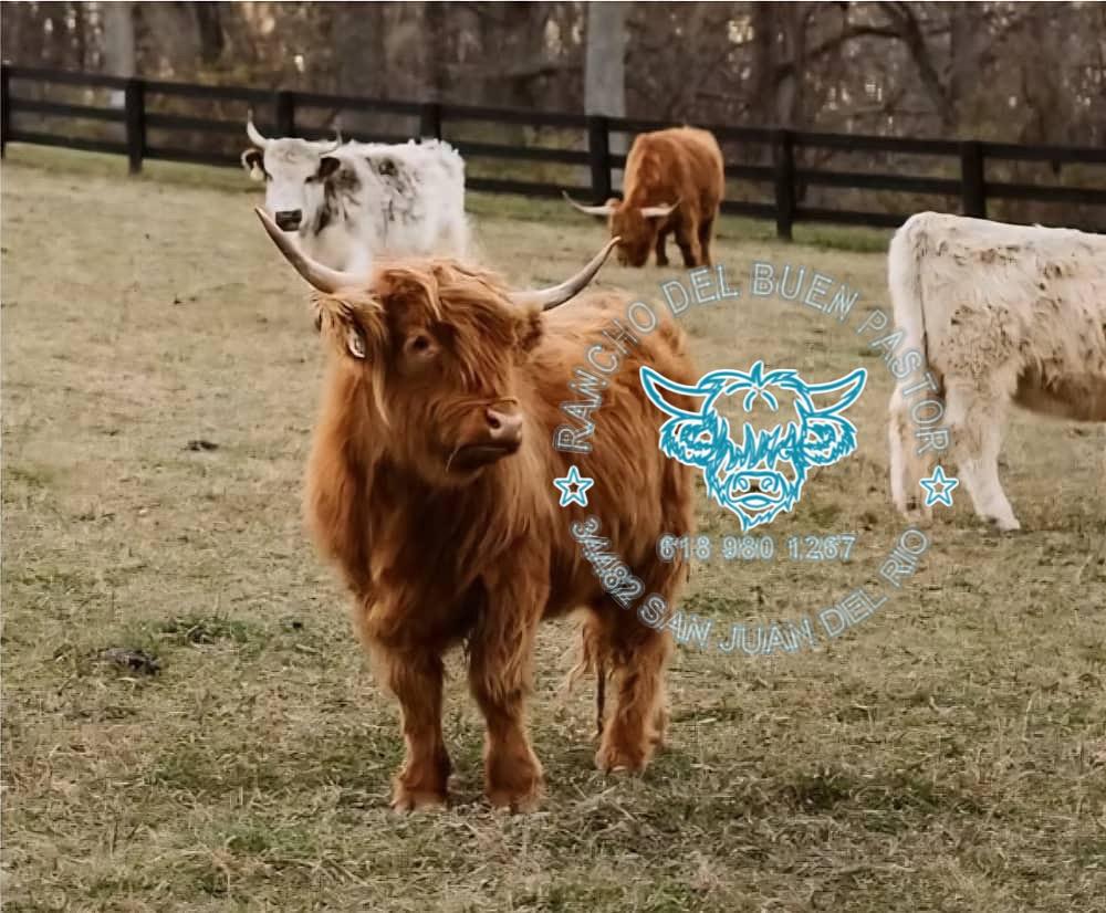 Highland cattle grazing in a field at Rancho Del Buen Pastor, including a brown calf with long horns.